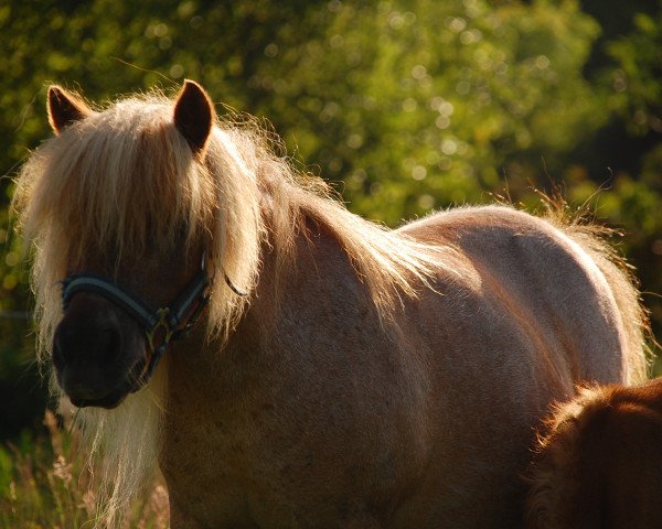 broodmare Surprice van het Nijend (Shetland pony (under 87 cm), 2002, from Zeferino van de Kleine Nes)