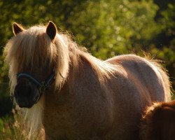 Zuchtstute Surprice van het Nijend (Shetland Pony (unter 87 cm), 2002, von Zeferino van de Kleine Nes)