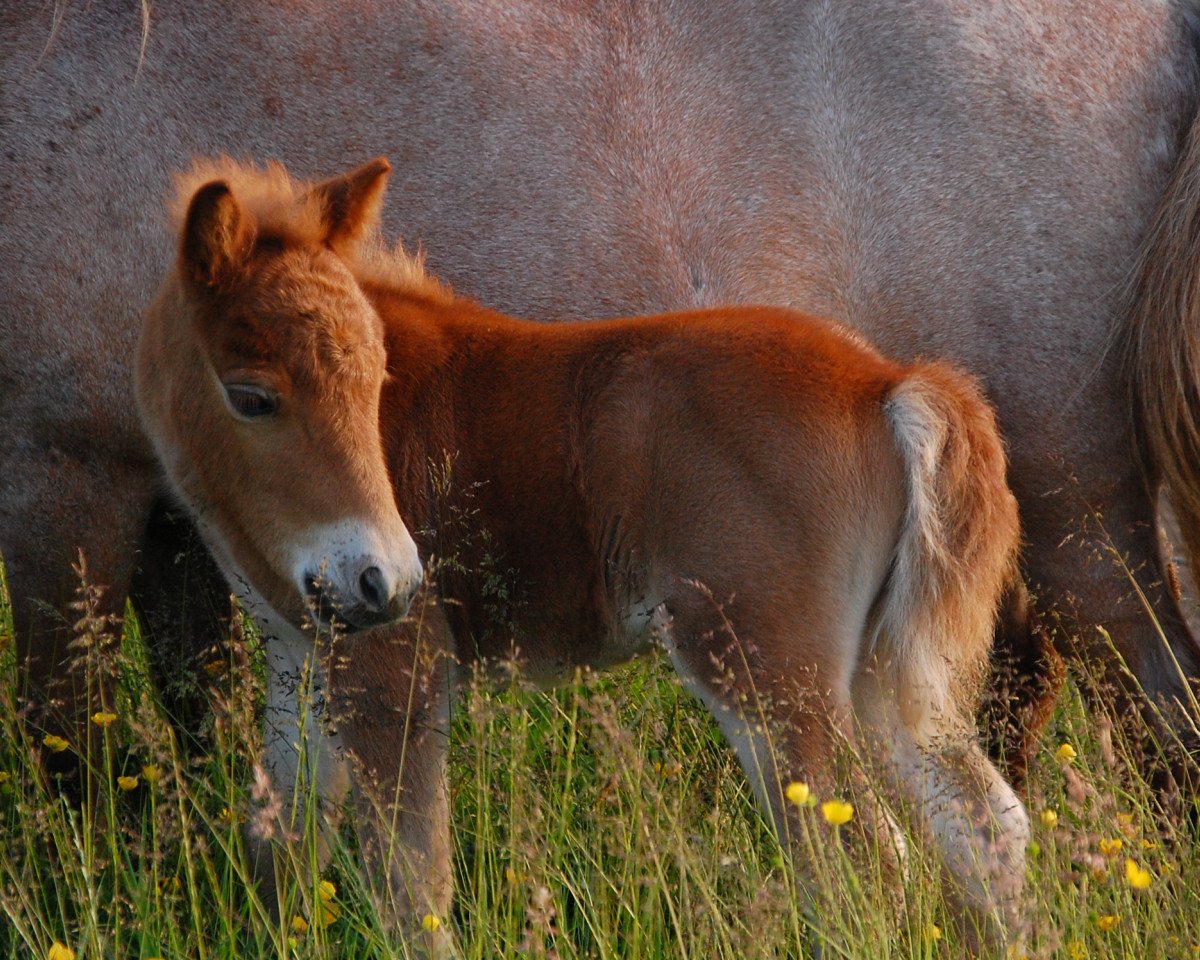 horse Summer Night Dream von Nenndorf (Shetland pony (under 87 cm), 2016, from Krummhörn's Volkert)