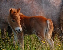 Pferd Summer Night Dream von Nenndorf (Shetland Pony (unter 87 cm), 2016, von Krummhörn's Volkert)