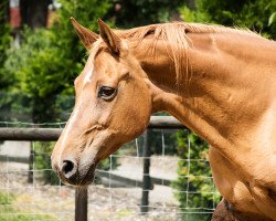 broodmare Witty Star (Hanoverian, 1994, from Wittinger)