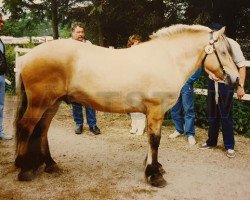 stallion Fröjd 148 SWE (Fjord Horse, 1984, from Toddy I)