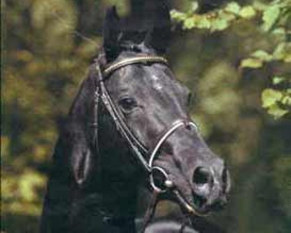 horse Lanthan (Hanoverian, 1978, from Lombard)
