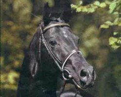 stallion Lanthan (Hanoverian, 1978, from Lombard)