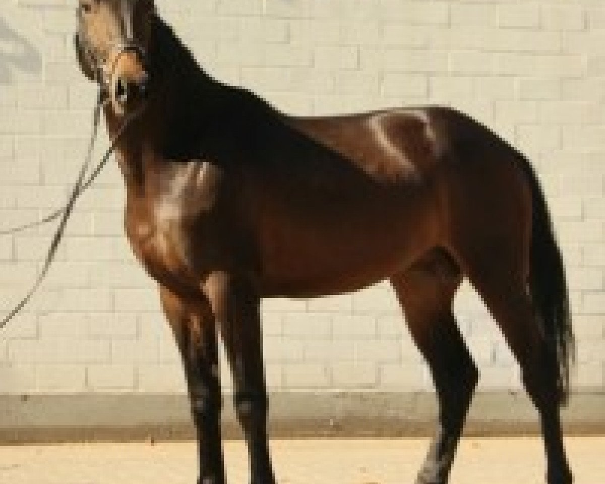 dressage horse Lightning (Hanoverian, 2013, from Lamitos)