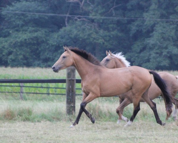 broodmare Heidi (Oldenburg, 2013, from Don Frederic 3)