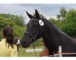 broodmare Reentje (Hanoverian, 2005, from Rotspon)