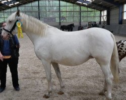 broodmare VbPrSt Carola von Rotberg (Knabstrupper, 2011, from Bordon)