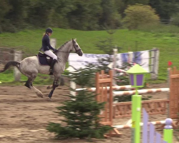 Reitturnier Looper Holz 2018