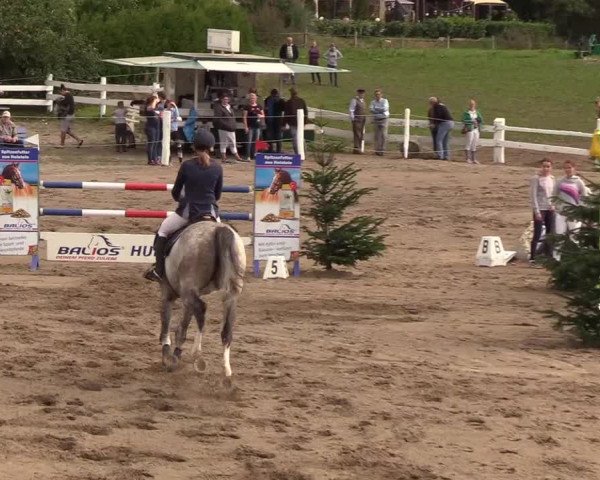 Reitturnier Looper Holz 2018