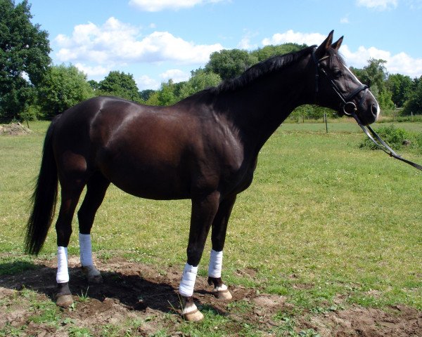 horse Hassarn (Hanoverian, 1996, from Hohenstein I)