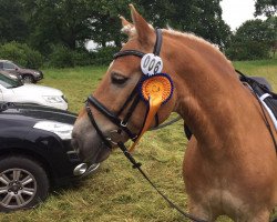 dressage horse Aron 270 (Haflinger, 2007, from Alegro)