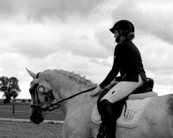 dressage horse Cardinal 49 (German Sport Horse, 2007, from Carpalo)