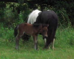 horse isarons Eclipso-Noah (Shetland Pony, 2017, from Eclipse van d'Eul)