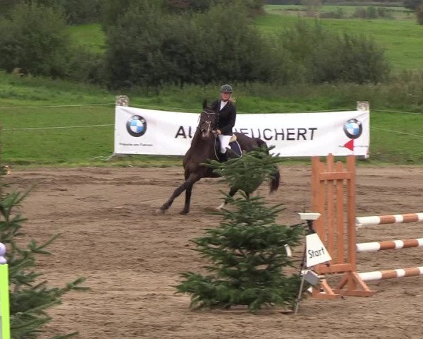 Reitturnier Looper Holz 2018