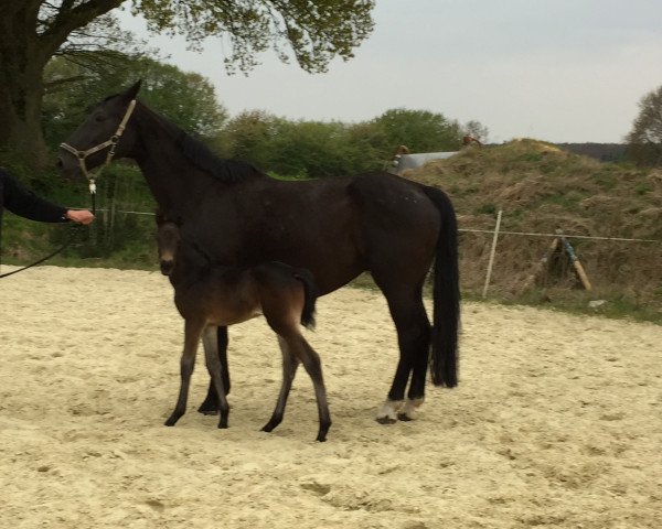 jumper Stute von Chacco's Son II / Carry Wind (Westphalian, 2017, from Chacco's Son II)