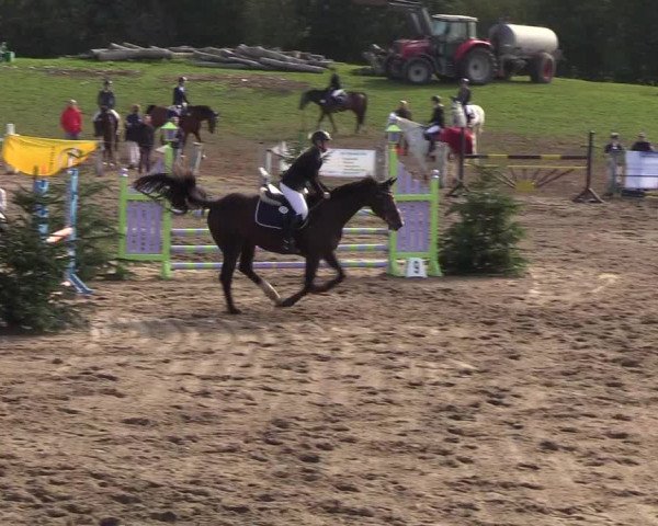 Reitturnier Looper Holz 2018