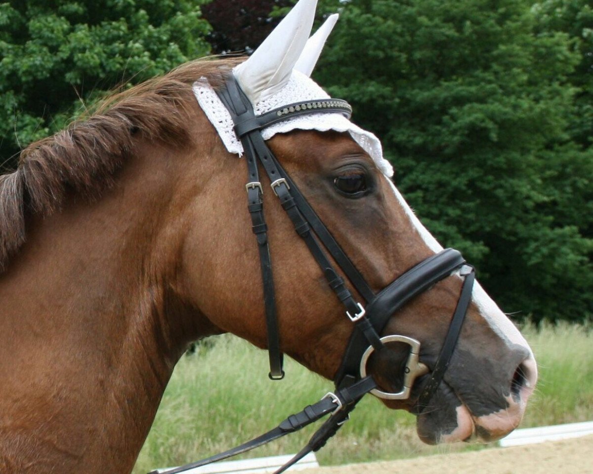 Zuchtstute A.P. Dyani (Deutsches Reitpony, 2010, von FS Daddy Cool)