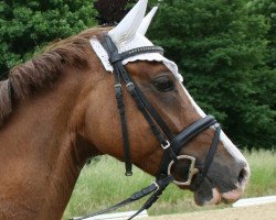 dressage horse A.P. Dyani (Deutsches Reitpony, 2010, from FS Daddy Cool)