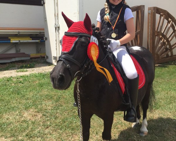 dressage horse Gina (Shetland Pony, 2001)