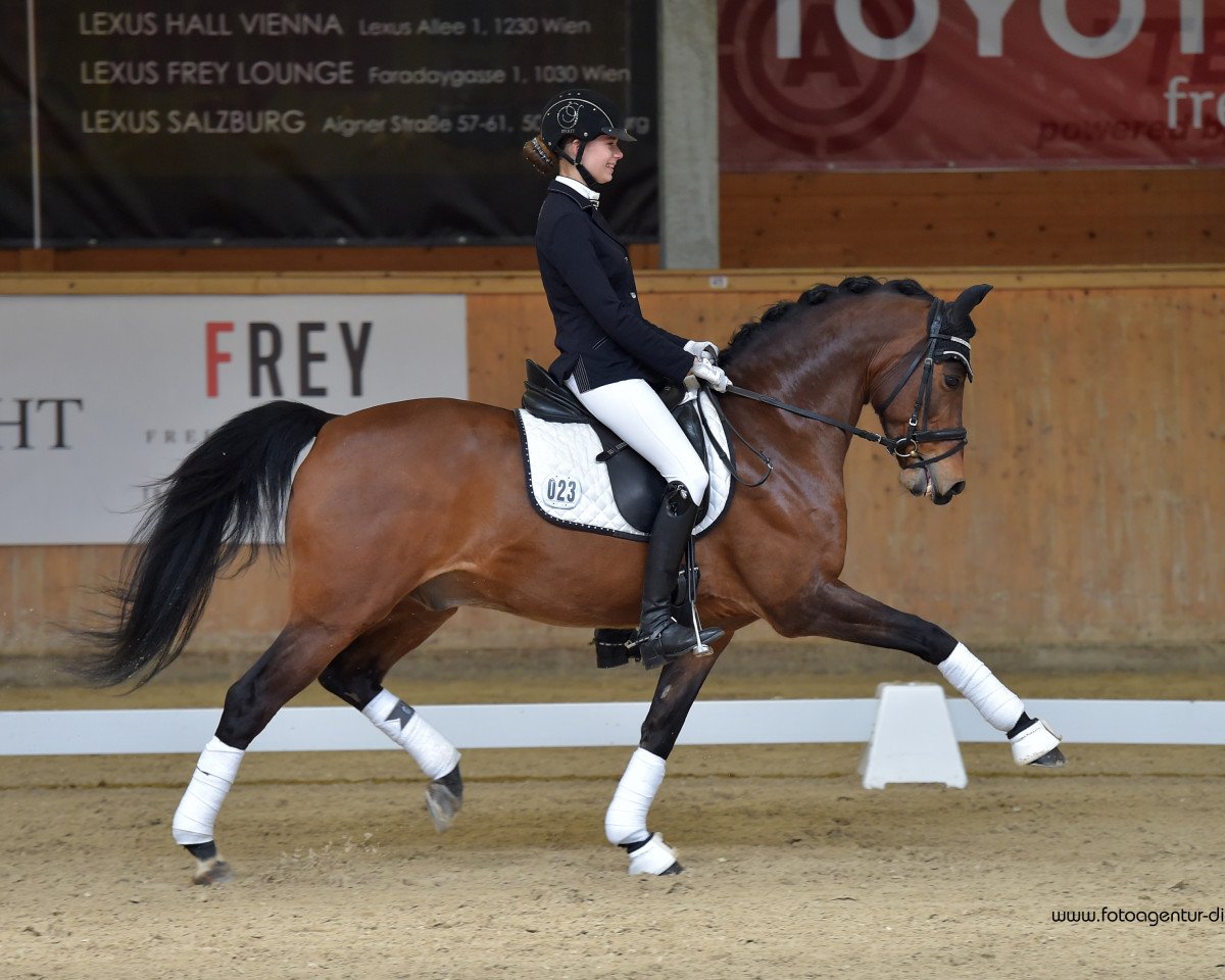 Dressurpferd Castenrayseweg's Lars (Nederlands Welsh Ridepony, 2002, von Leuns Veld's Lord)