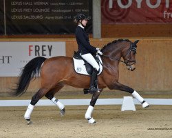 dressage horse Castenrayseweg's Lars (Nederlands Welsh Ridepony, 2002, from Leuns Veld's Lord)