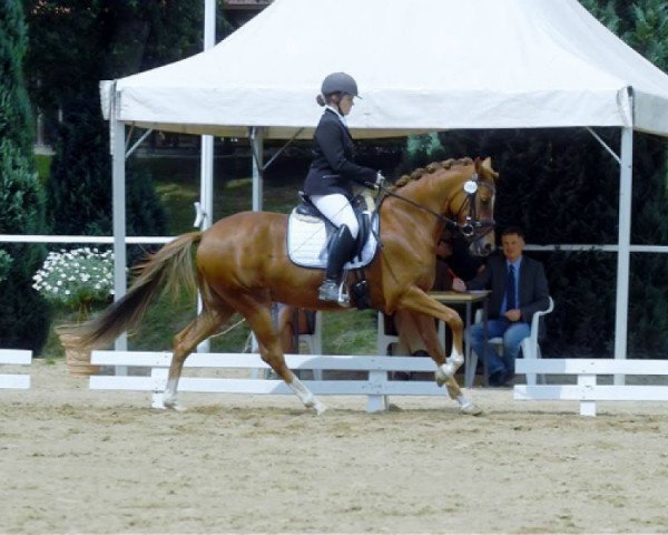 Dressurpferd SOLON's Magic Diva (Deutsches Reitpony, 2010, von Don Johnson)