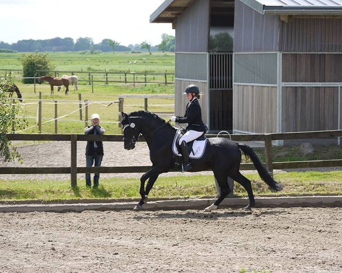 Deckhengst First Pleasure (Deutsches Reitpony, 2006, von For Kids Only)