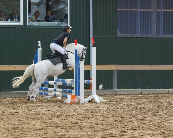 jumper Little Foot (Swedish Riding Pony,  )