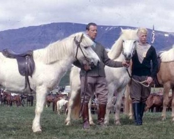 broodmare Gletta frá Þorgautsstöðum (Iceland Horse, 1938, from Bleikur frá Dönustöðum)
