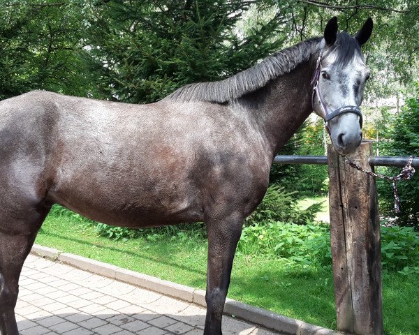 Pferd Tricky Micky (Deutsches Sportpferd, 2010, von Tipsy's Pet xx)