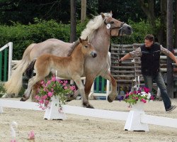 dressage horse Nordstern (Rhenish-German Cold-Blood, 2017, from Newton)