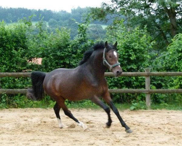 dressage horse Dornello W (German Riding Pony, 2013, from Dorn-Cool de Luxe Se.M.)