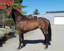 dressage horse Biscaya (German Riding Pony, 2014, from Fehkamps Nightley)