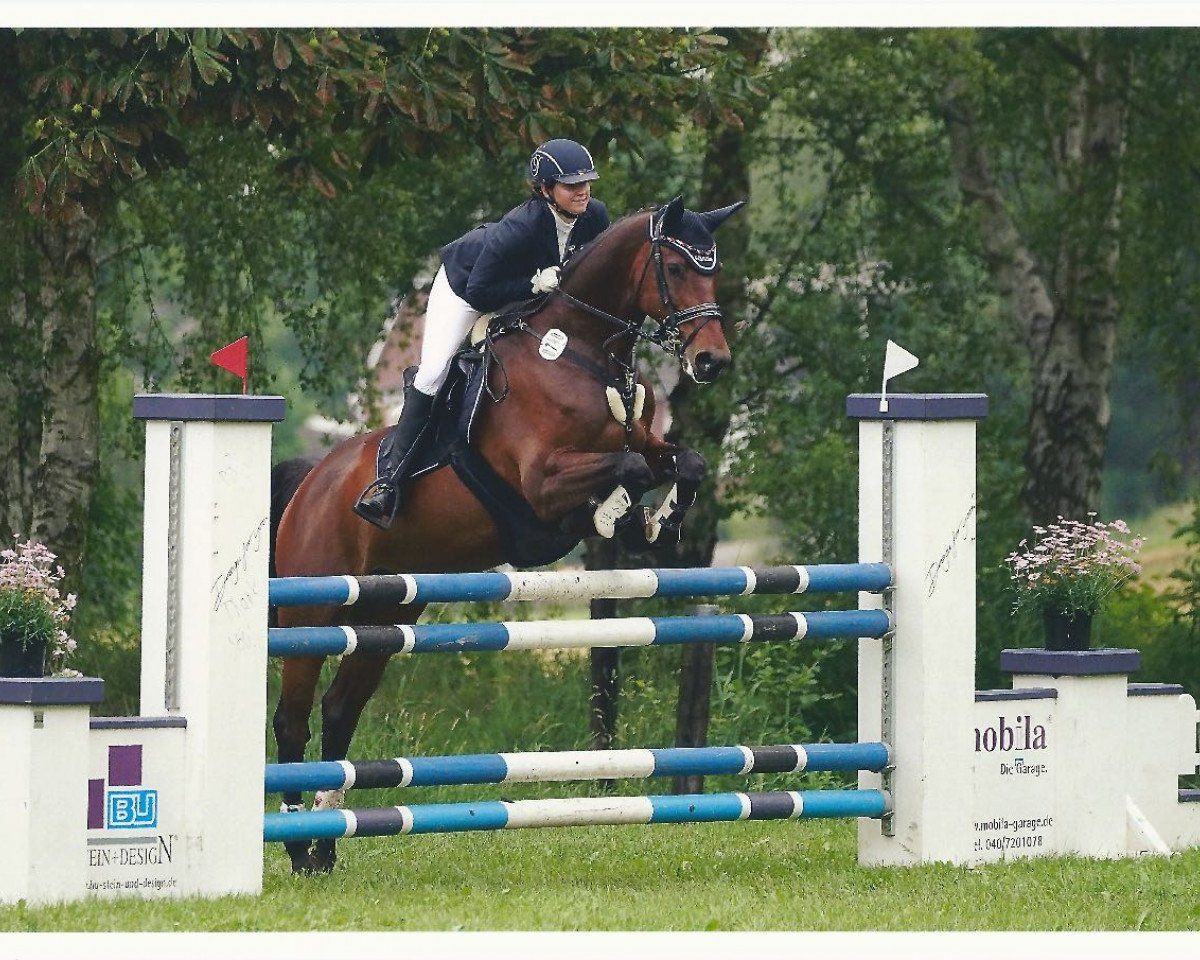 Springpferd Via Coria (Holsteiner, 2005, von Coriano)