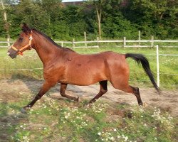 horse Noah Boy (German Riding Pony, 1999, from Benevento ox ox)