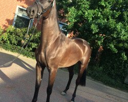 broodmare Calimera (Oldenburg show jumper, 2014, from Calido I)