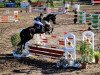 jumper Claus Störtebecker (German Sport Horse, 2009, from Cevin Costner)