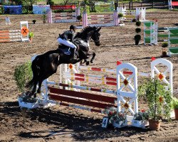 jumper Claus Störtebecker (German Sport Horse, 2009, from Cevin Costner)