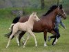 Dressurpferd Diamond Starlight (Deutsches Reitpony, 2017, von Diamond Touch NRW)