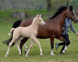 dressage horse Diamond Starlight (German Riding Pony, 2017, from Diamond Touch NRW)