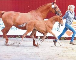 Pferd Stute von Blockbuster (Oldenburger, 2017, von Blockbuster)