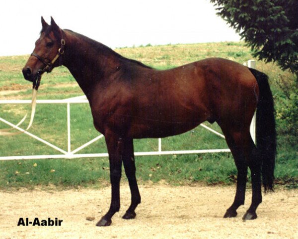 stallion Al-Aabir xx (Thoroughbred, 1982, from Mill Reef xx)