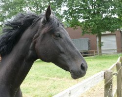 broodmare Exclusive Lady (Hanoverian,  , from Earl)