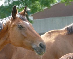 broodmare Riva N (Hanoverian, 2004, from Rosario 37)