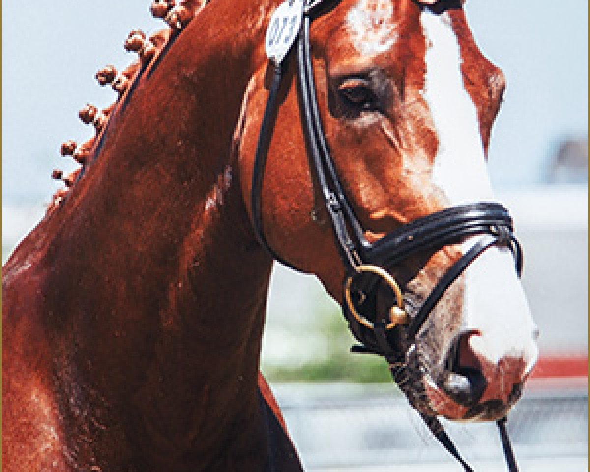 dressage horse Dante Valentino (Oldenburg, 2011, from Danone 4)
