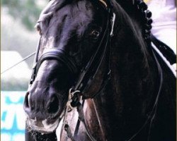 stallion Royal Court (Oldenburg, 2000, from Royal Dance)