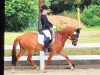 dressage horse Honey Bee 5 (German Riding Pony, 2007, from Hopkins)