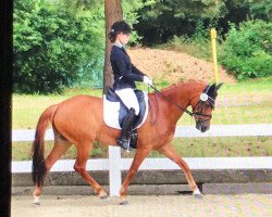 dressage horse Honey Bee 5 (German Riding Pony, 2007, from Hopkins)