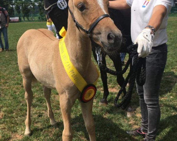 dressage horse Donnerlittchen 74 (German Riding Pony, 2017, from Dimension AT NRW)